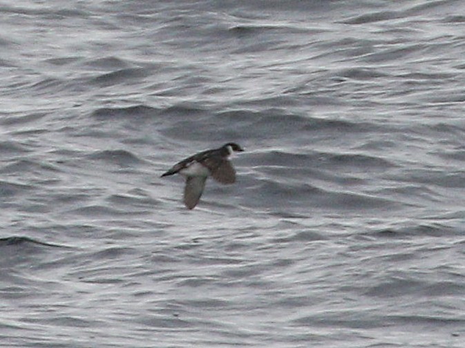 Magellanic Diving-Petrel - ML657015242