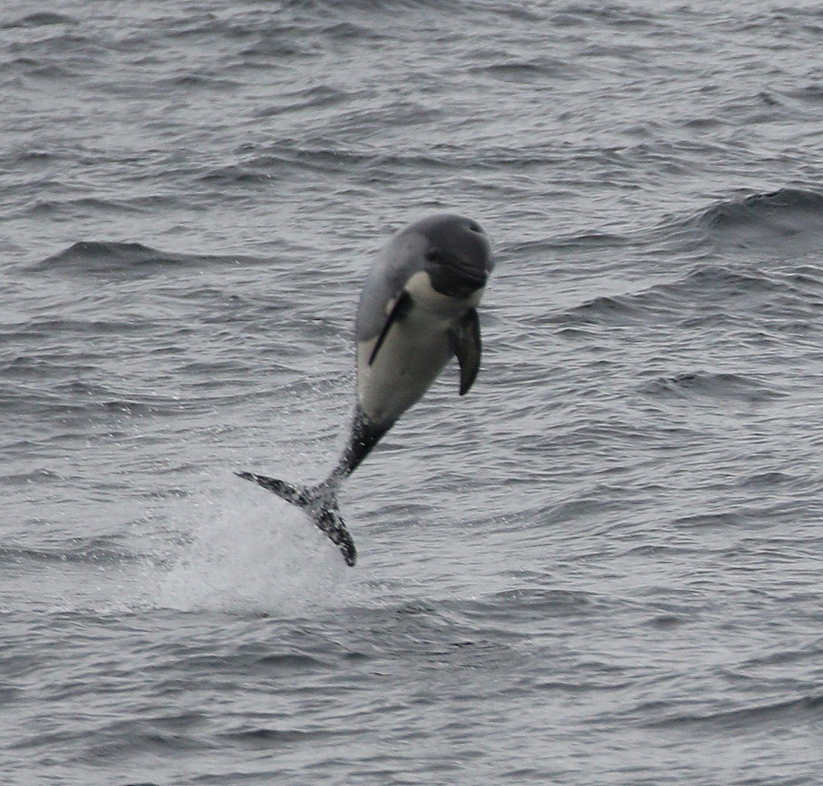 Peale's Dolphin - ML657015287