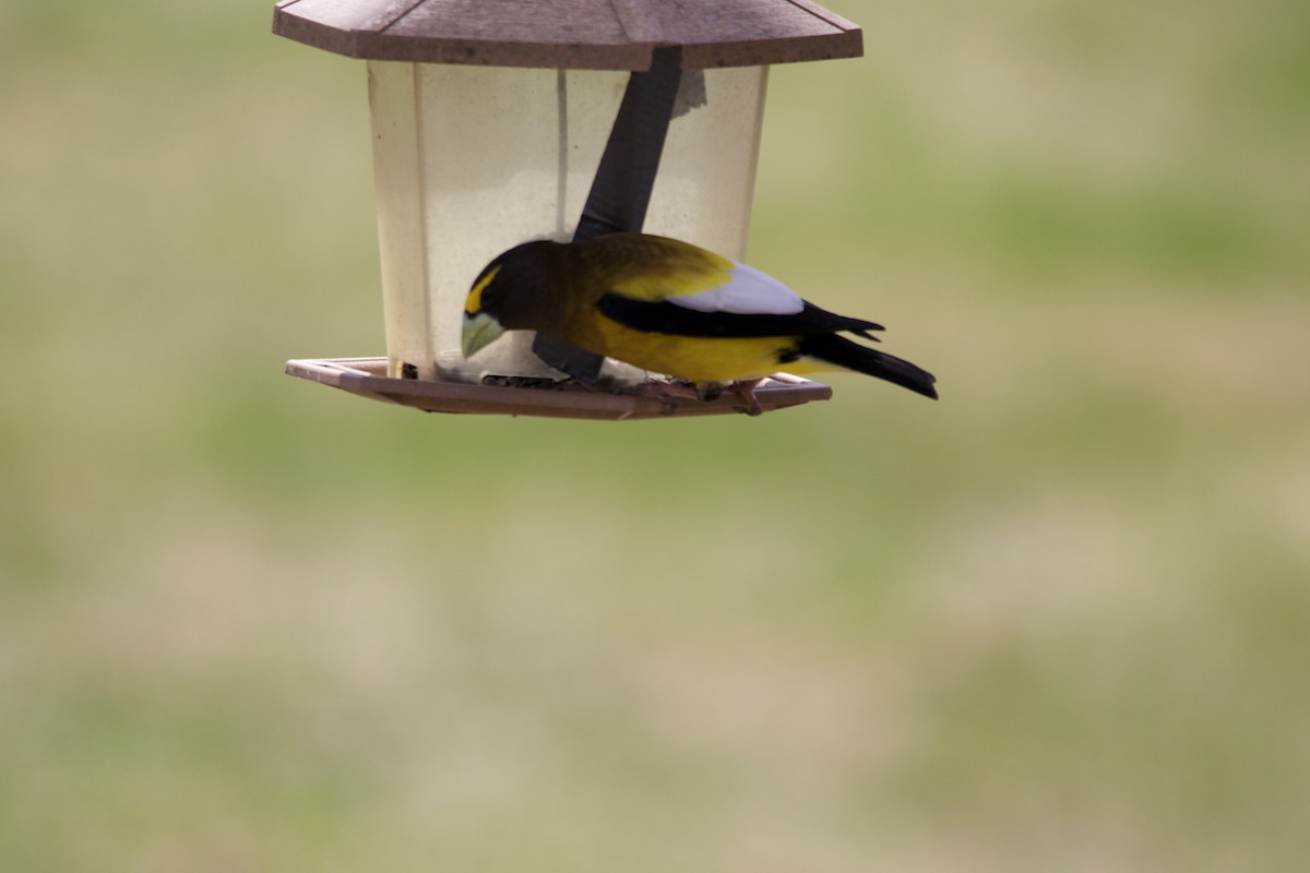 Evening Grosbeak - ML657015316