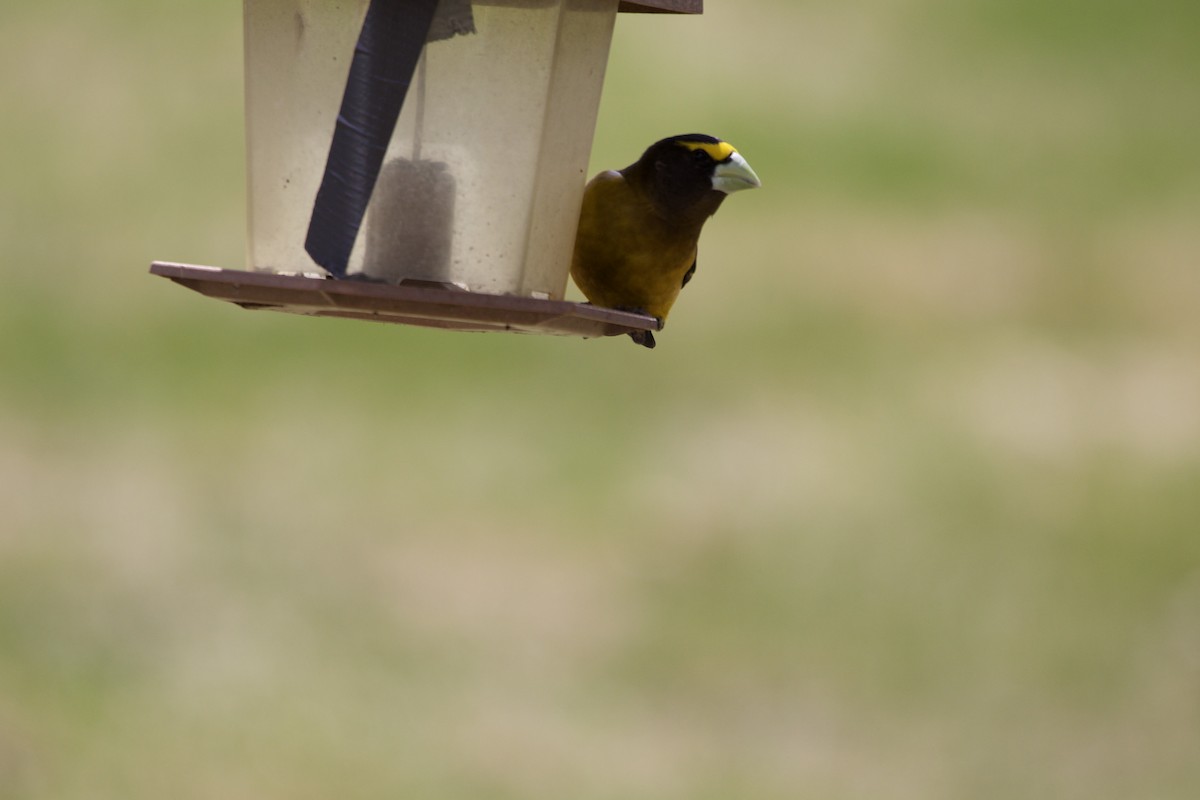 Evening Grosbeak - ML657015334