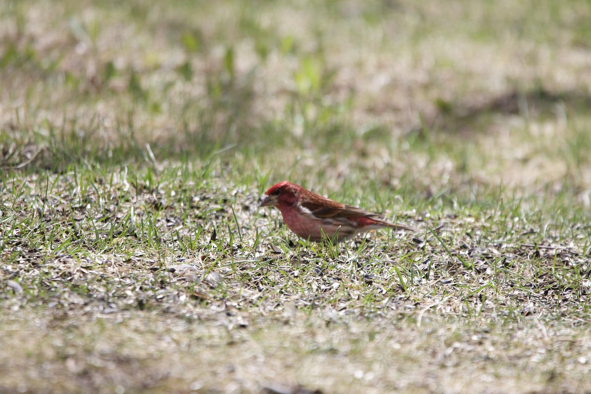 Purple Finch - ML657015361