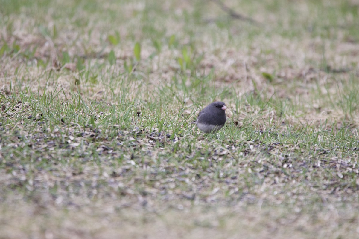 Dark-eyed Junco - ML657015410