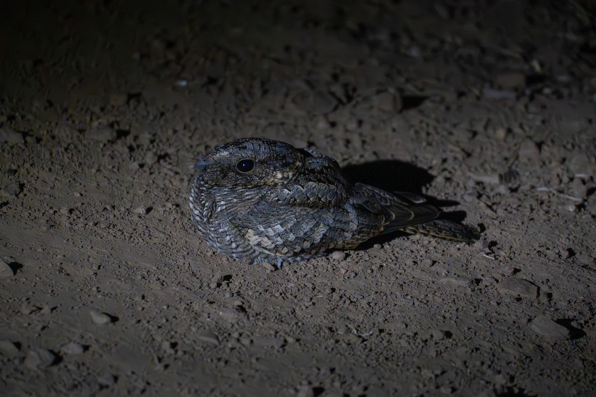 Band-winged Nightjar - ML657015455