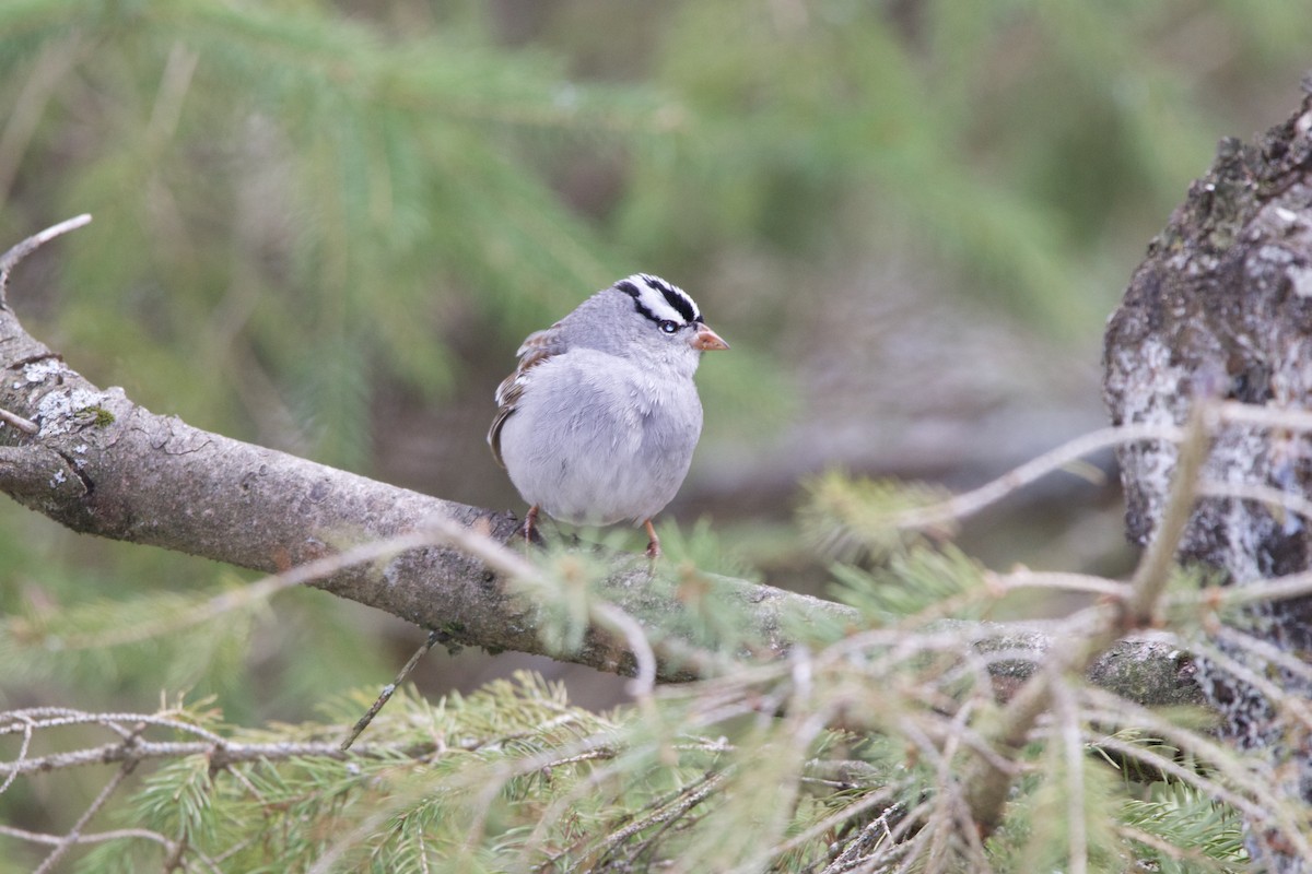 White-crowned Sparrow - ML657015627