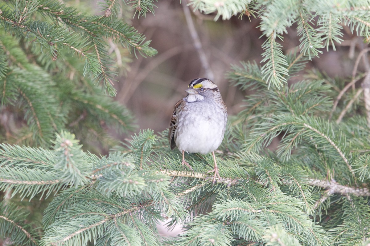 White-throated Sparrow - ML657015639