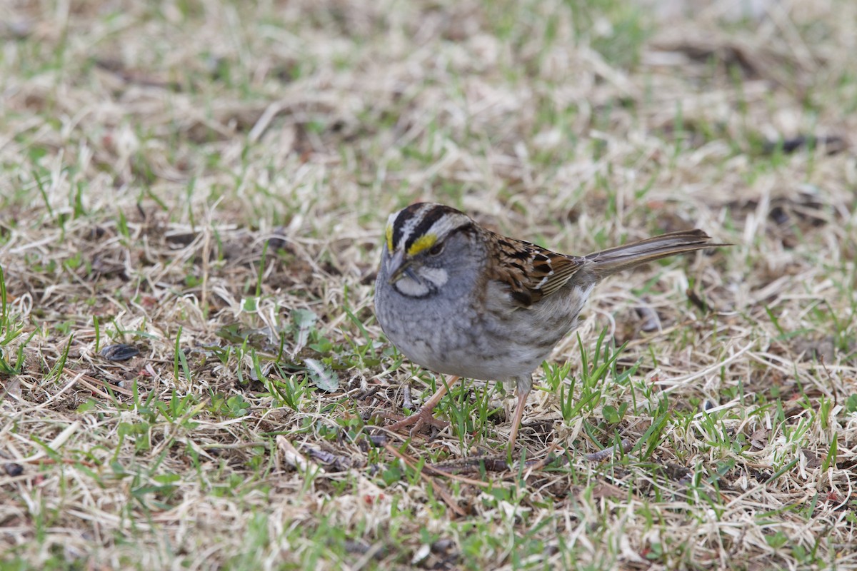 White-throated Sparrow - ML657015664