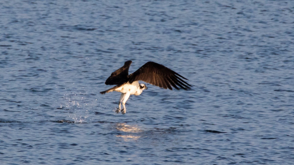 Osprey - Robert & Susan Codd