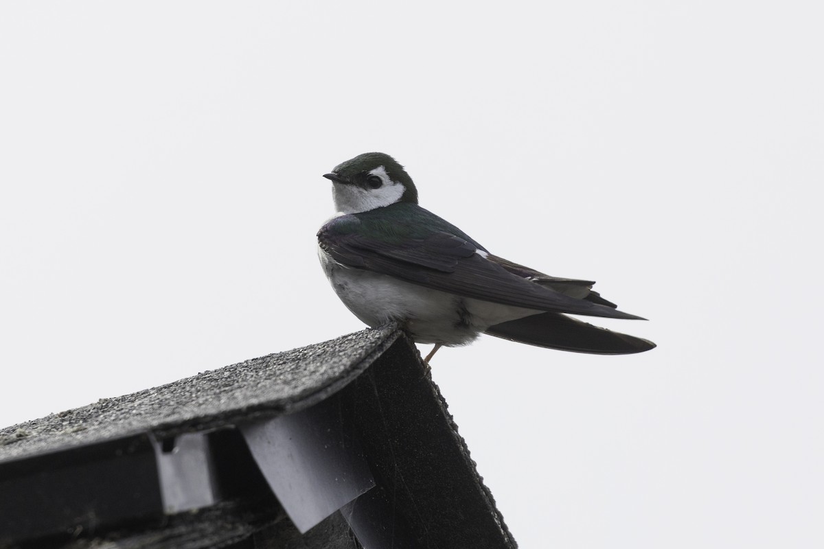 Violet-green Swallow - ML657016206