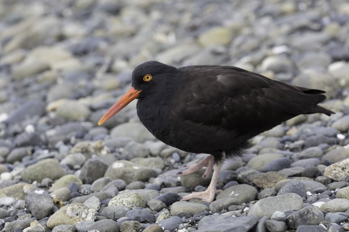 Black Oystercatcher - ML657016320