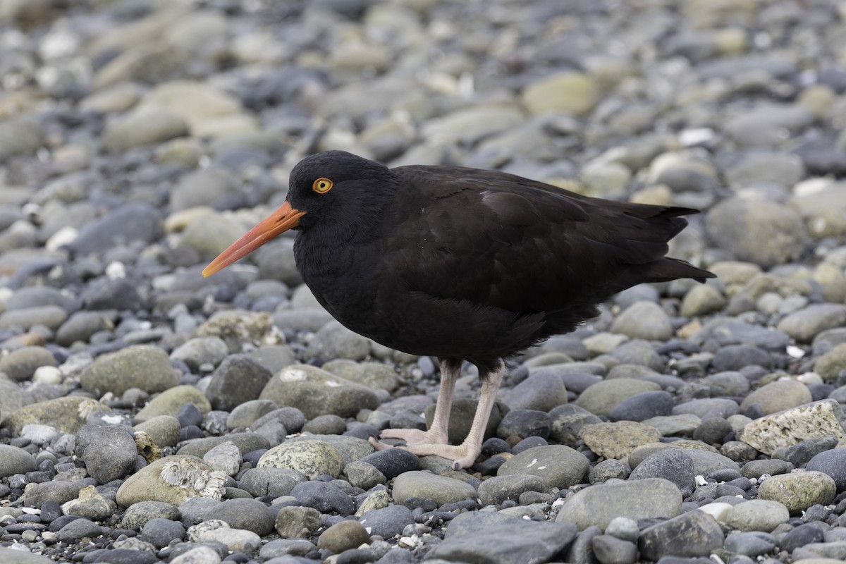Black Oystercatcher - ML657016321