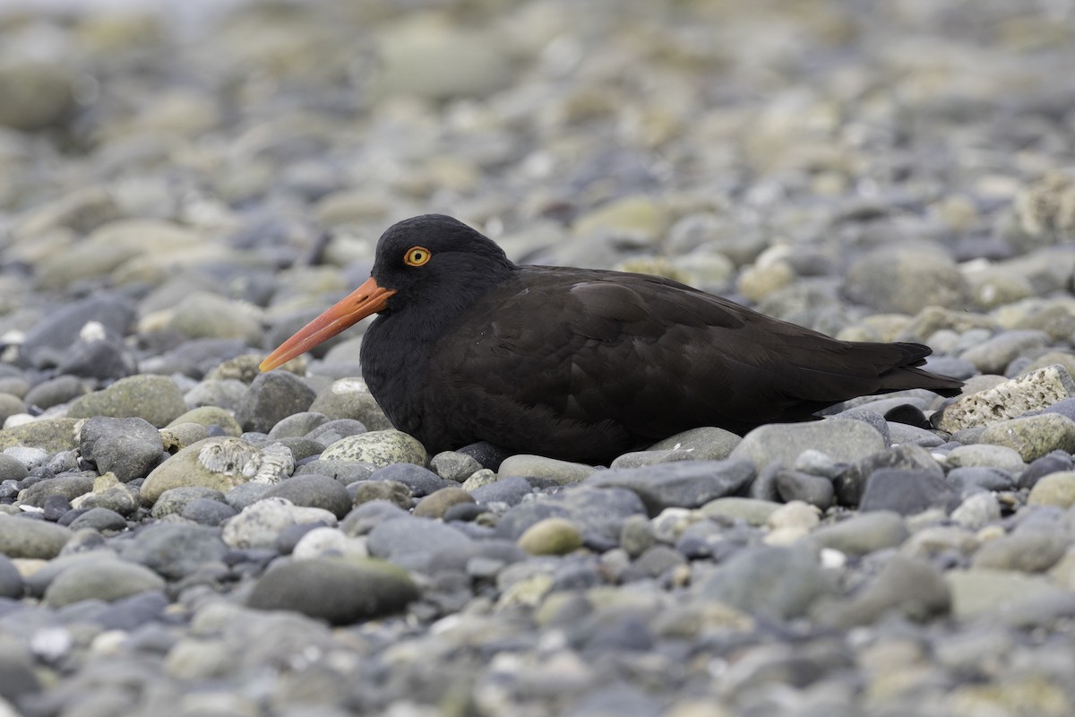 Black Oystercatcher - ML657016322