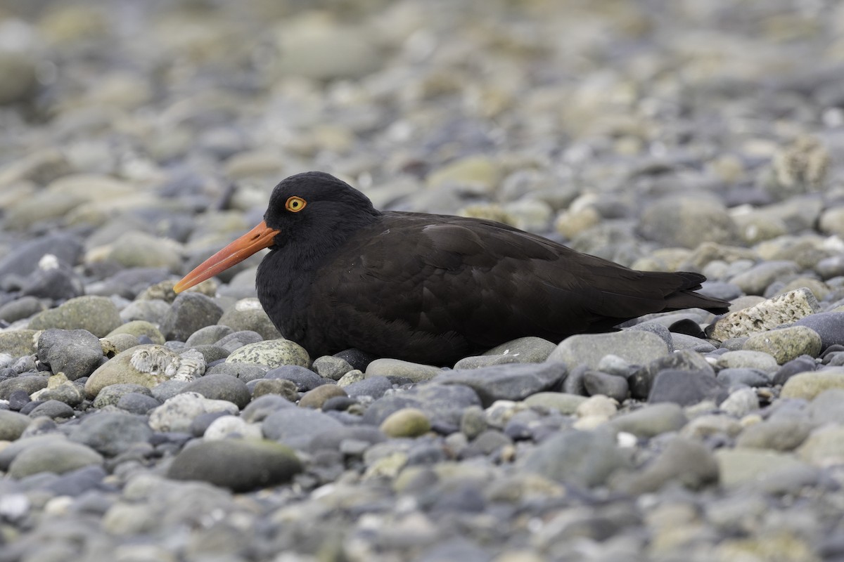 Black Oystercatcher - ML657016323