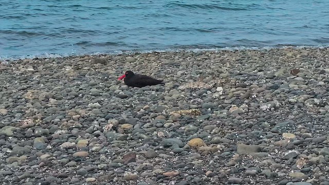 Black Oystercatcher - ML657017025