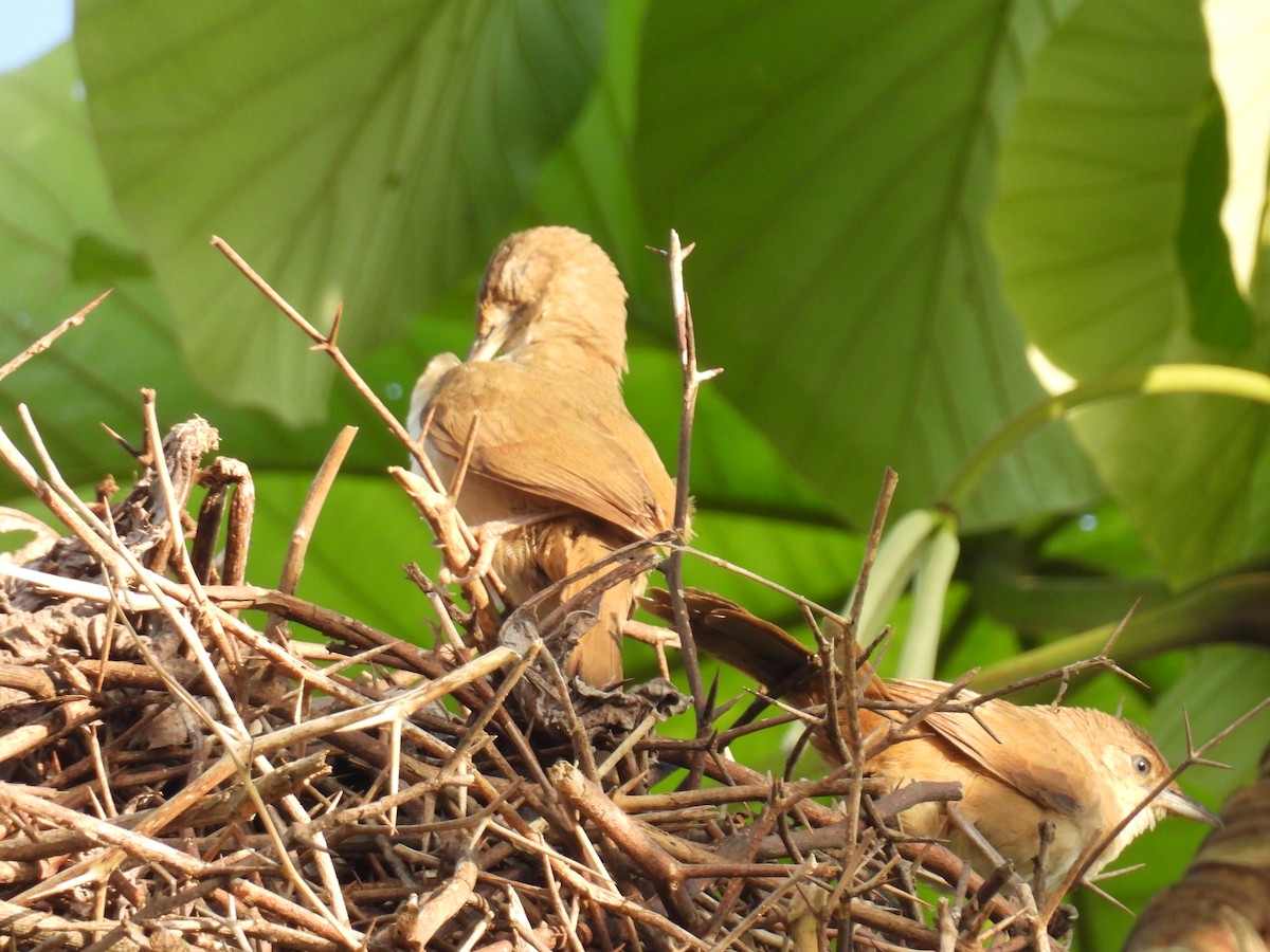 Plain Thornbird - ML657017260
