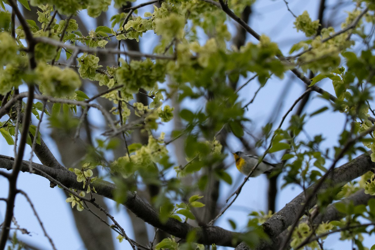 Northern Parula - ML657017582