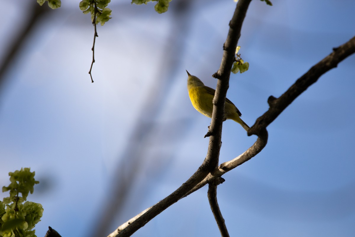 Nashville Warbler - ML657017871