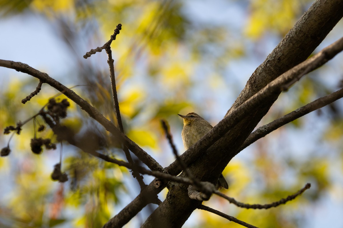 Palm Warbler - ML657018095