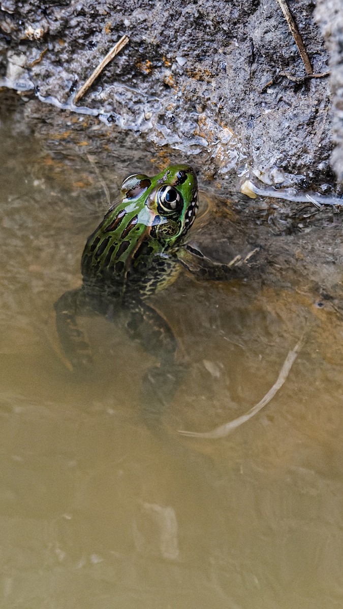 showy leopard frog - ML657018447