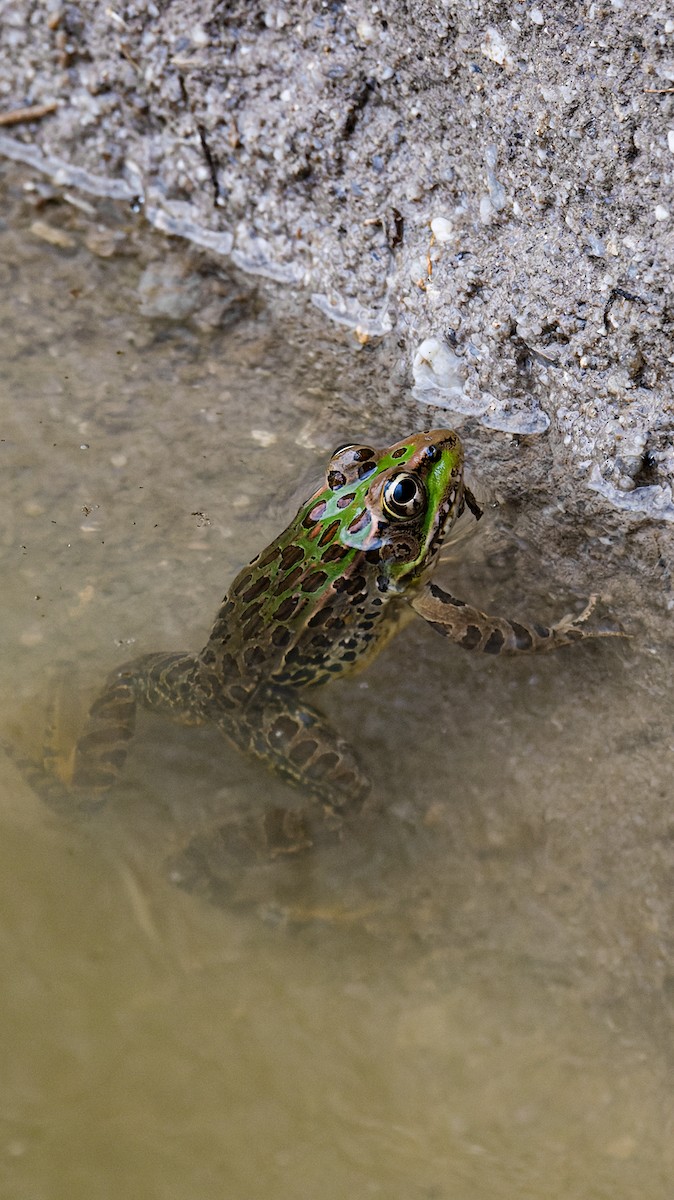 showy leopard frog - ML657018448