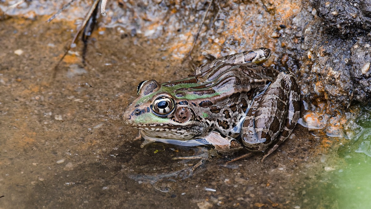 showy leopard frog - ML657018451