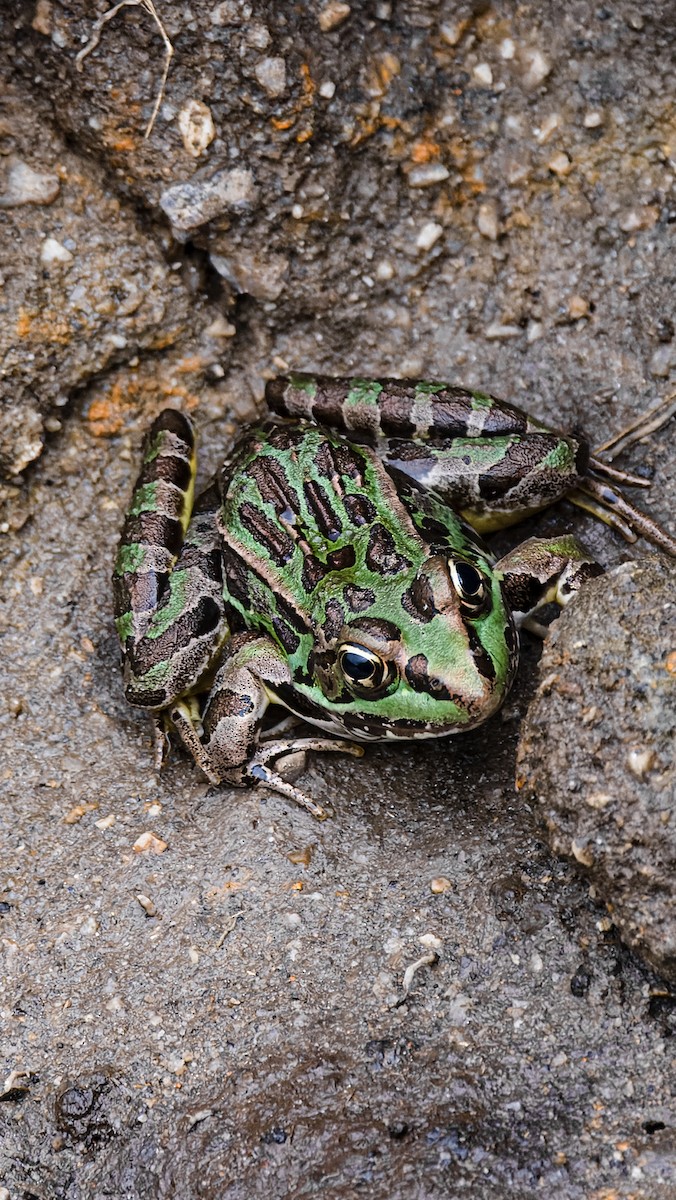 showy leopard frog - ML657018453