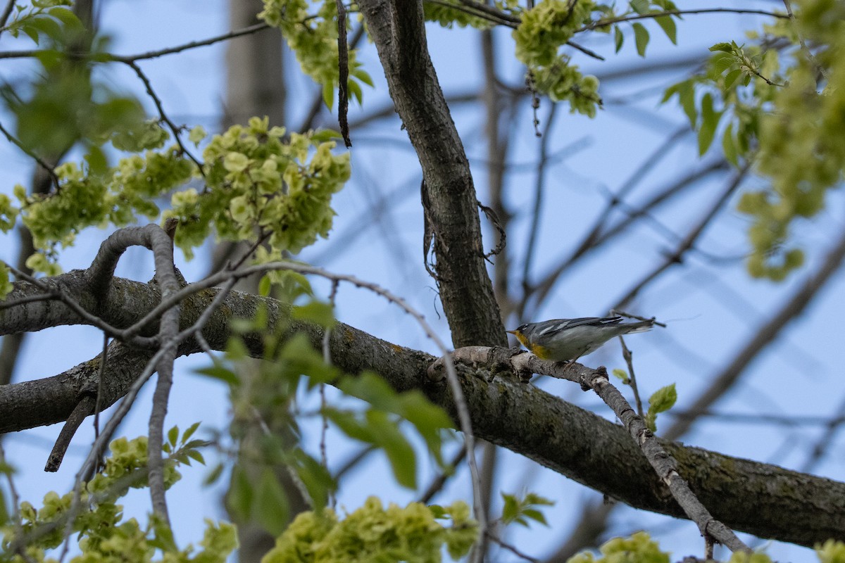 Northern Parula - ML657019182