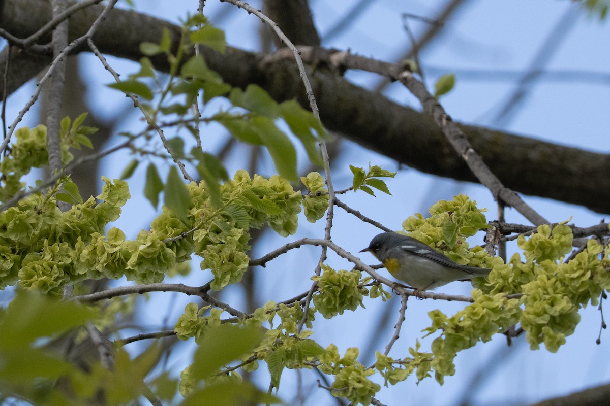 Northern Parula - ML657019272