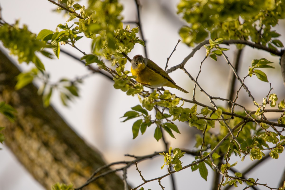Nashville Warbler - ML657019592