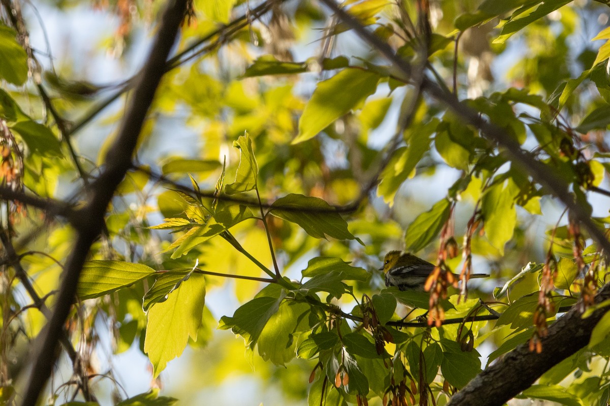 Black-throated Green Warbler - ML657019692