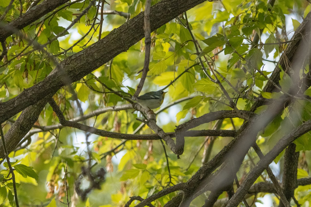 Northern Parula - ML657019728
