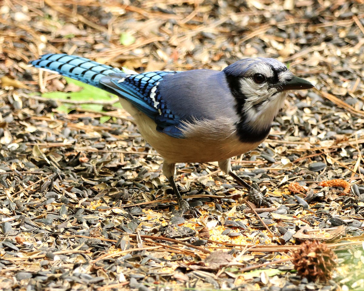 Chara Azul - ML657020344