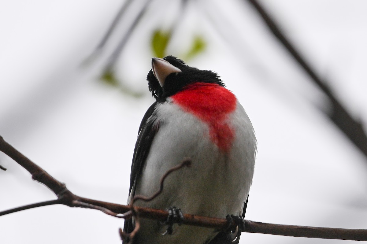 Rose-breasted Grosbeak - ML657020584