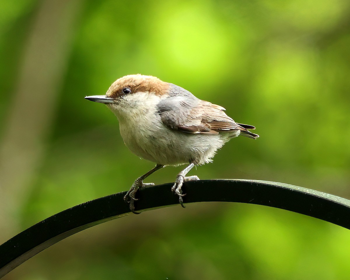 Trepador Cabecipardo - ML657020638