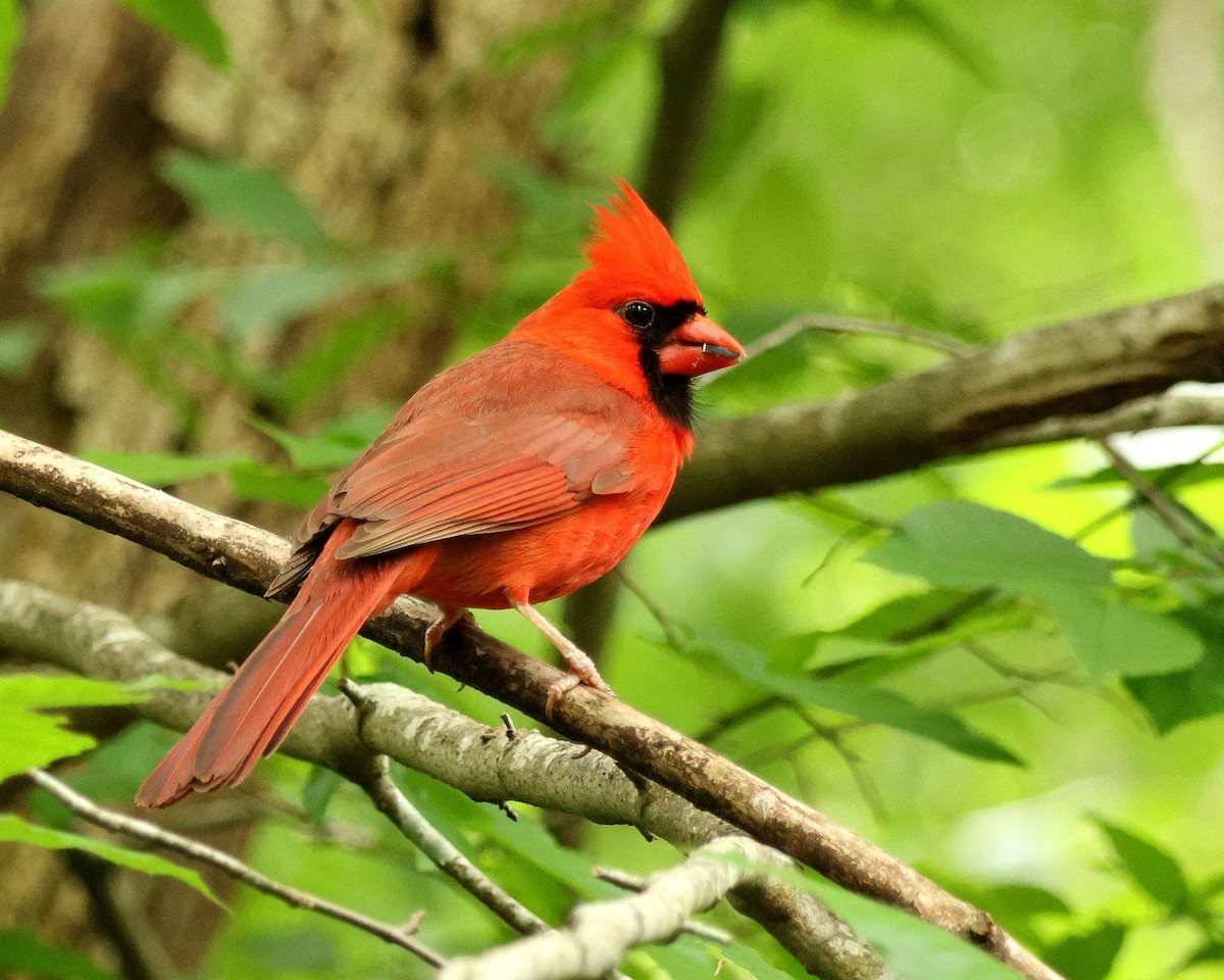 Cardenal Norteño - ML657020858