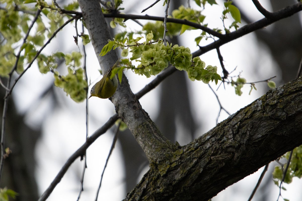 Nashville Warbler - ML657020889