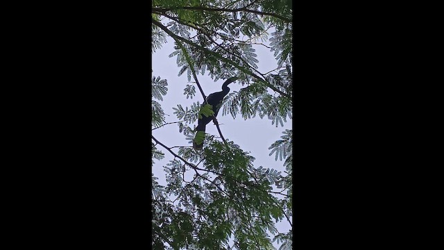 アメリカヘビウ - ML657021864