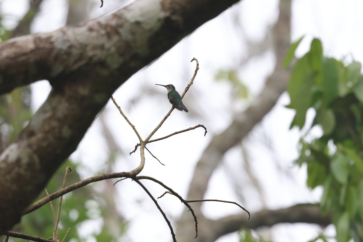Colibrí Ruiseñor - ML657021878