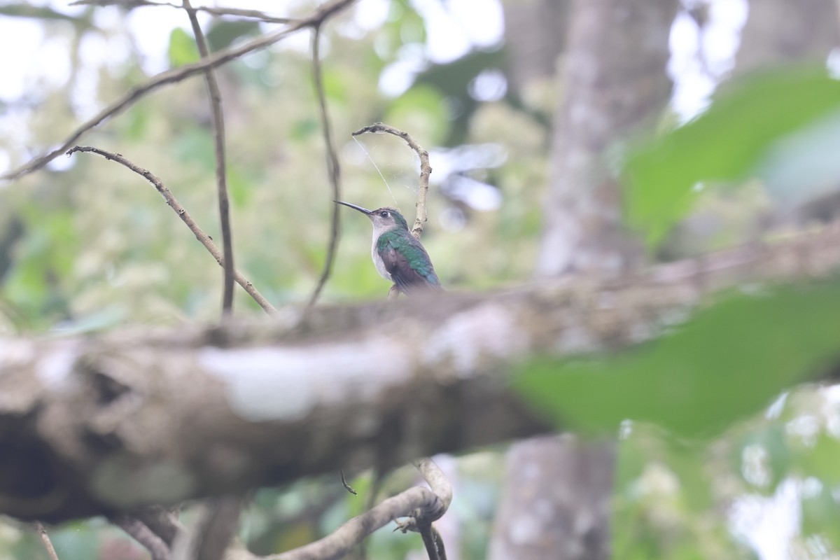 Colibrí Ruiseñor - ML657021888