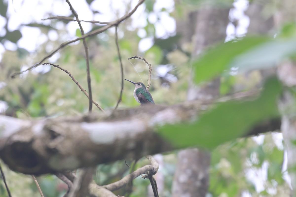 Colibrí Ruiseñor - ML657021921