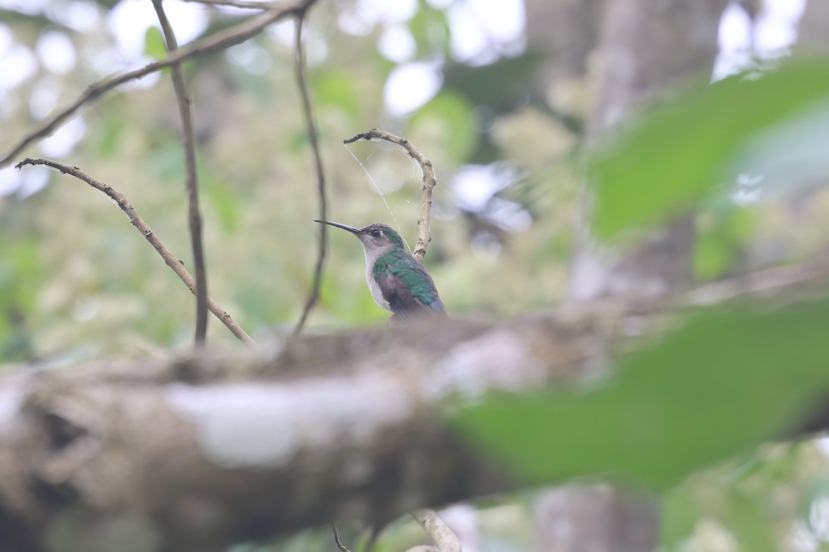Colibrí Ruiseñor - ML657021932