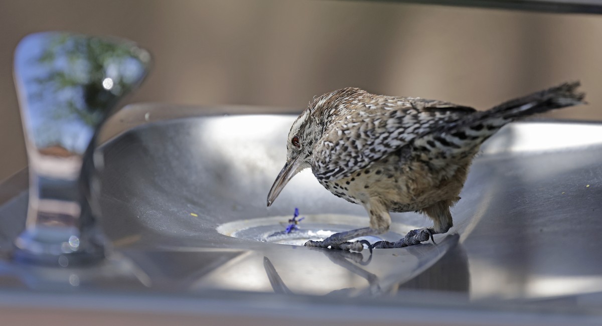 Cactus Wren - ML657022916