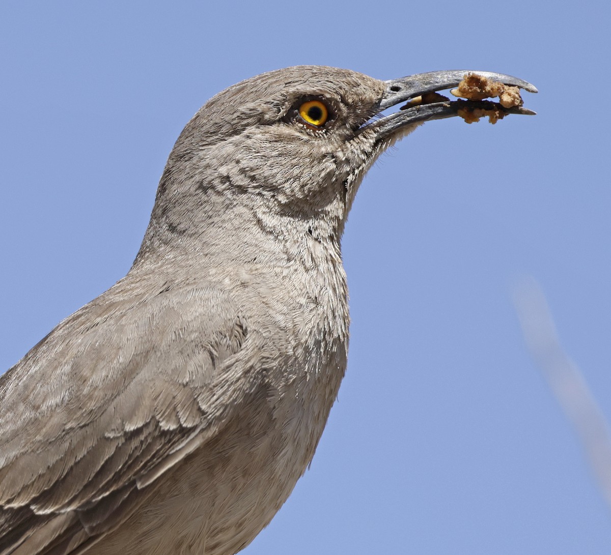 Curve-billed Thrasher - ML657022923