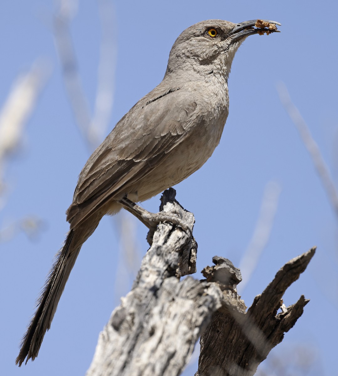 Curve-billed Thrasher - ML657022924