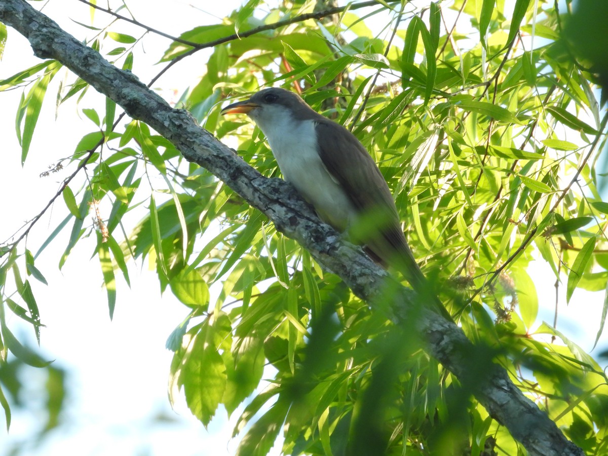 Yellow-billed Cuckoo - ML657023228