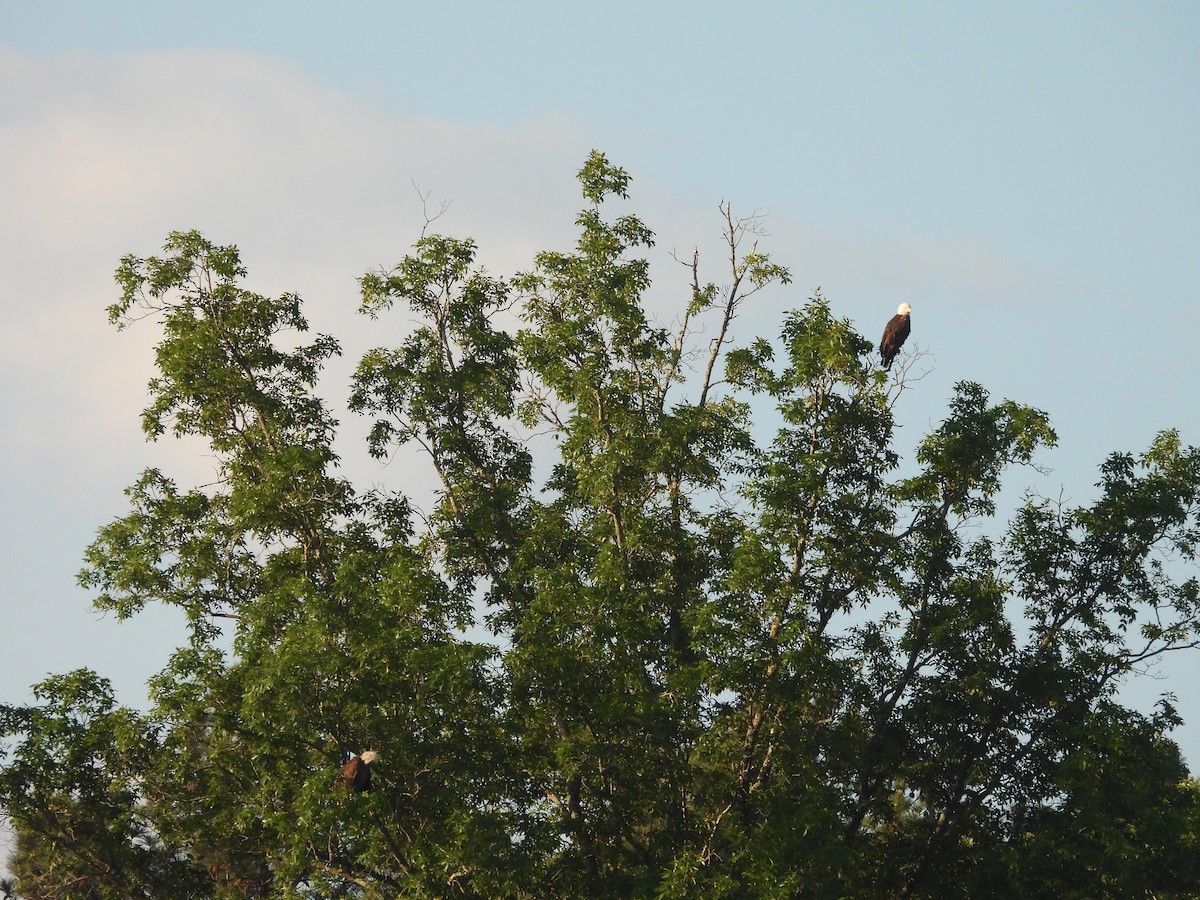 Bald Eagle - ML657023265