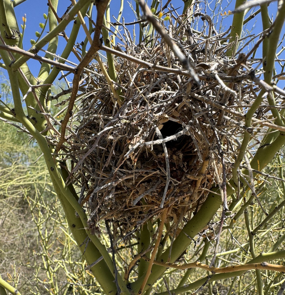 Verdin - ML657023393