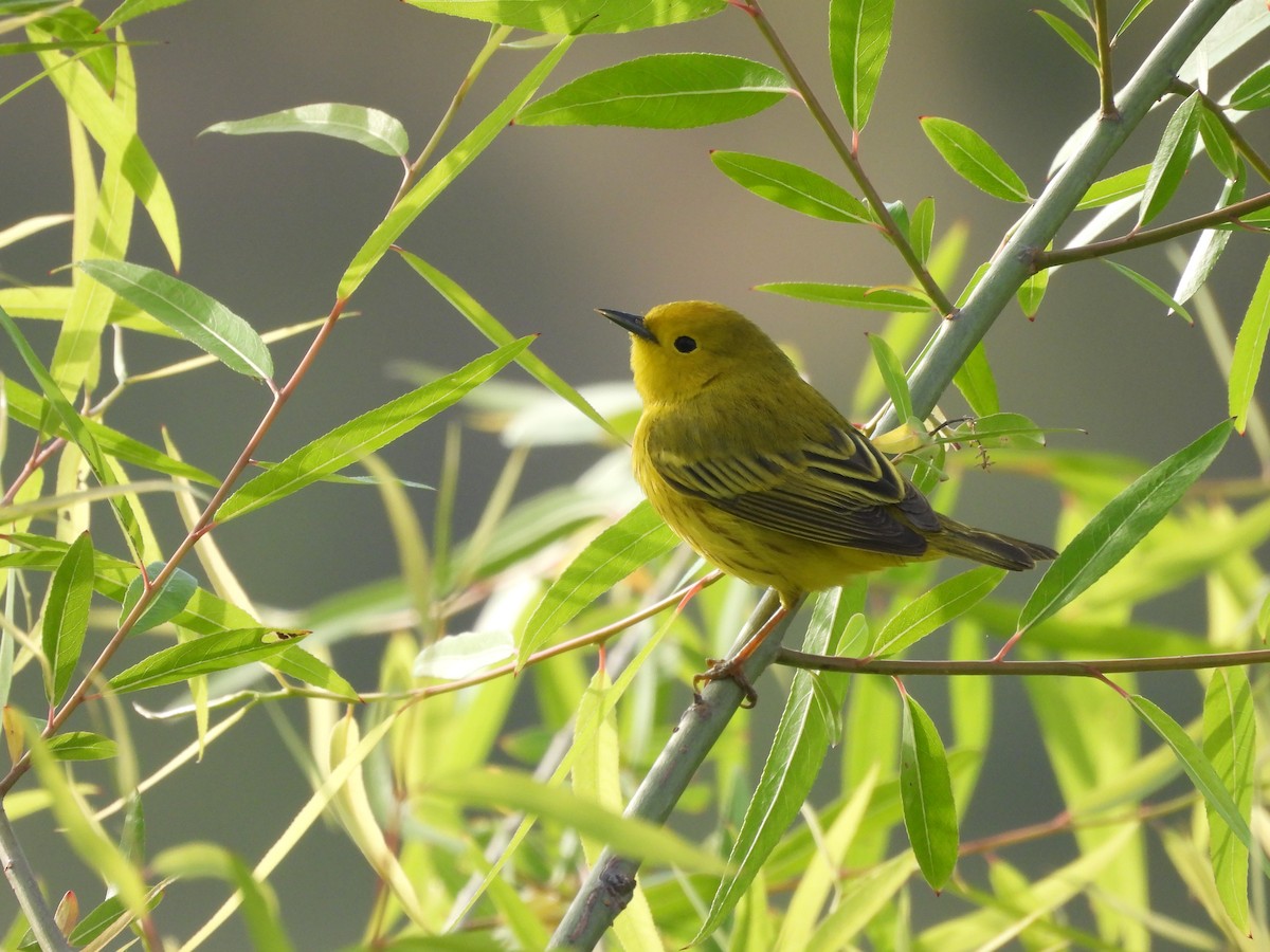 Northern Yellow Warbler - ML657023518