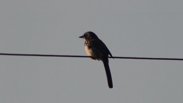 California Scrub-Jay - ML657024085