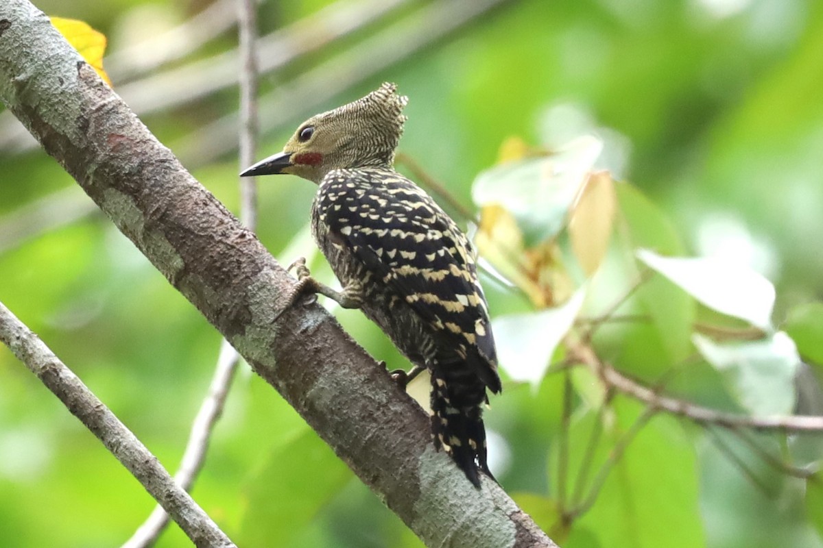 Buff-rumped Woodpecker - ML657024336