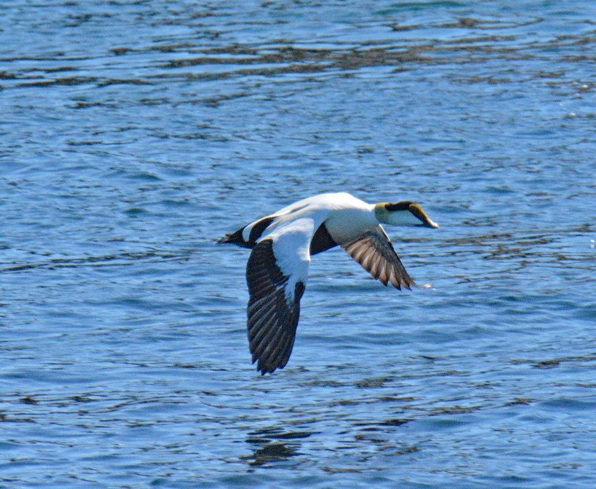 Common Eider - ML657024896